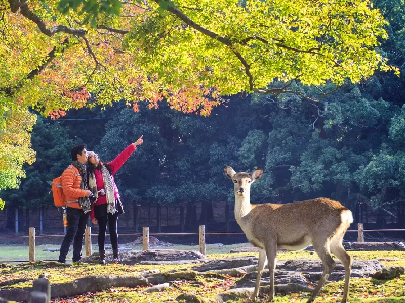 Tour Giappone Tra Tkyo e Kyoto